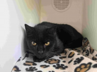 thumb_Fudnkatze 05.08